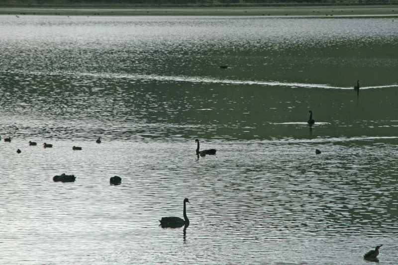 Nieuw-Zeeland 2011 - 1972